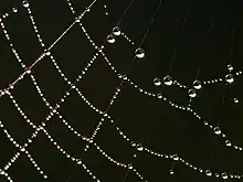 Image 26Dew drops adhering to a spider web (from Properties of water)