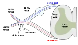 The formation of the spinal nerve from the dorsal and ventral roots.