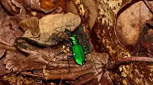 Cicindela sexguttata, Belleplain State Forest, New Jersey