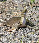 Spiny softshell turtle (Apalone spinifera)