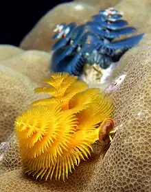 Christmas tree worms (Spirobranchus giganteus) from East Timor.