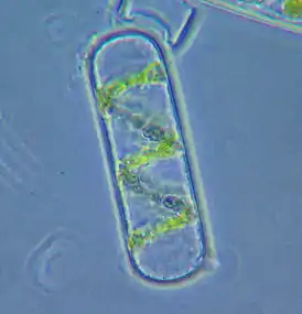 Single Spirogyra cell