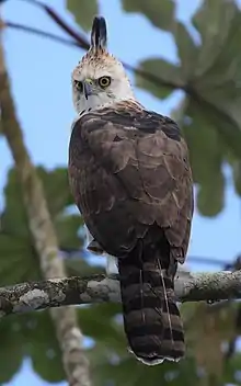 Ornate hawk-eagle, Darién. An uncommon raptor of forests.