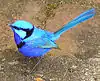 A male splendid fairy-wren (subsp. splendens)