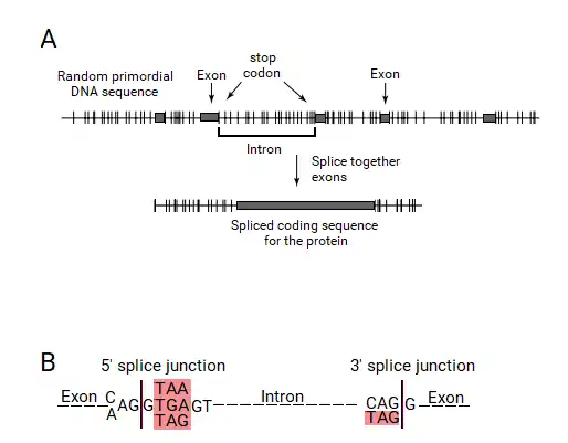 Splitgenetheoryfig4