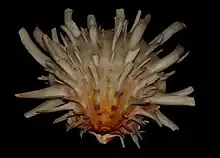 Spondylus americanus