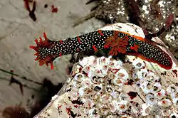 Very colorful Triopha maculata at Hazard Reef, Montana de Oro State Park.