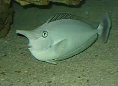 Spotted unicornfish at the Toledo Zoo