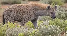 Spotted brown hyena