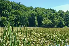 Sprint Lake in the John A. Roebling Memorial Park