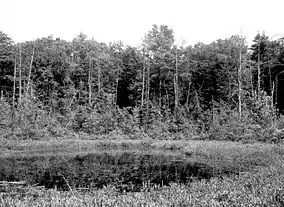 Spruce Hole Bog, New Hampshire