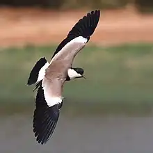 Upper side of wings - note the spurs on the leading edge of the carpal joint