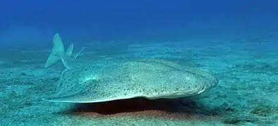 Photo of an angelshark swimming just above the bottom