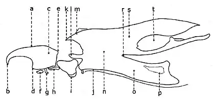 Cephalo-pharyngeal apparatus