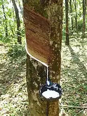 Image 18Latex collecting from a rubber tree (Hevea brasiliensis) (from Tree)