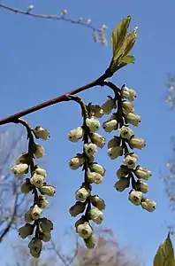 Shoot with inflorescences and emerging leaves