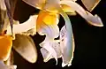 Stan. embreeidetail view of labellum and column