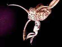 Stanhopea haseloffiana