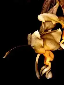 Stanhopea intermedia