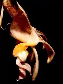 Stanhopea lietzei