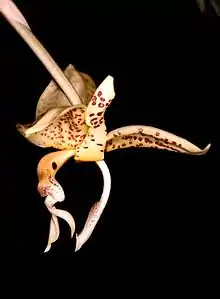 Stanhopea oculata