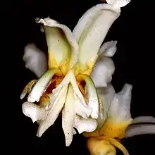 Stanhopea pseudoradiosa