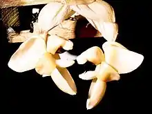 Stanhopea pulla