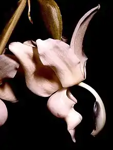 Stanhopea reichenbachiana