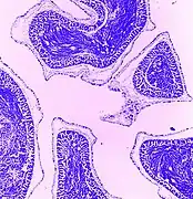 Stained cross-section of testis (sperm are blue)