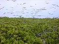 Scaevola taccada (habit with sooty terns). Location: Kure Atoll, inland