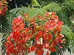 Gulmohar ("Fire of the Forest",Flamboyant, Royal Peacock flower, Royal Gold Mohur or Fire tree, Mayaram மயரம் in Tamil,Neruppukkondrai Maram in Tamil, Shima Sankesula in Telugu, Krishnachura in Bengali and Gulmohr-गुलमोहर in Marathi) -- Delonix (or Poinciana) regia, commonly called "turrai " in Telugu