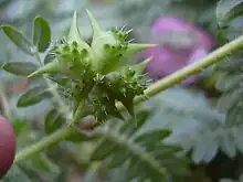 Spiny fruits devloping on plant