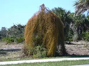 C. filiformis covering a tree,Caspersen Beach, west Florida