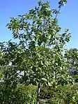 Scarlet Cordia -- Cordia sebestena