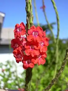 Stachytarpheta mutabilis flower