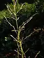 Eragrostis atropioides flowers