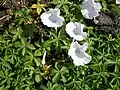 White-flowered variety ('alba')