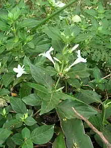 Barleria