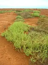 Kali tragus on the Hawaiian Island of Kahoʻolawe.