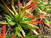 Leaves form a rosette