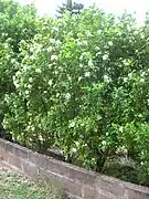 Shrubby formation in cultivation