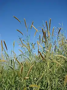 Pennisetum purpureum