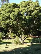 A tree at a park in Hawaii