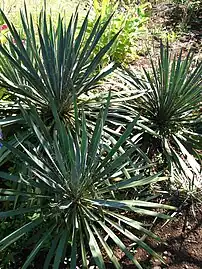 Post-flowering