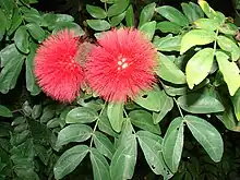 Starr 071024-9938 Calliandra haematocephala