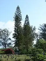 Araucaria columnaris with Laysan albatross. Located in Midway Atoll, Commodore Ave cul de sac residences Sand Island.