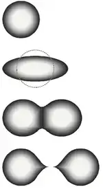 Image 61The stages of binary fission in a liquid drop model. Energy input deforms the nucleus into a fat "cigar" shape, then a "peanut" shape, followed by binary fission as the two lobes exceed the short-range nuclear force attraction distance, then are pushed apart and away by their electrical charge. In the liquid drop model, the two fission fragments are predicted to be the same size. The nuclear shell model allows for them to differ in size, as usually experimentally observed. (from Nuclear fission)