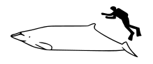 Stejneger's beaked whale size