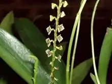 Stelis argentata