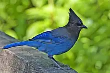 Steller's jay (Cyanocitta stelleri)